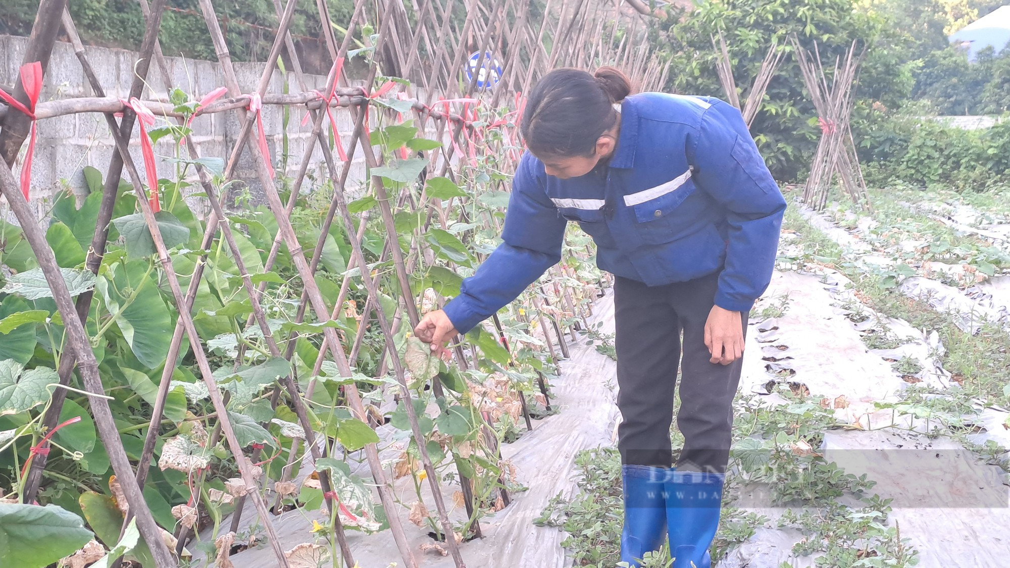 Thái Nguyên: Hàng trăm hecta bạch đàn bỗng dưng khô lá, chết héo chưa rõ nguyên nhân  - Ảnh 4.