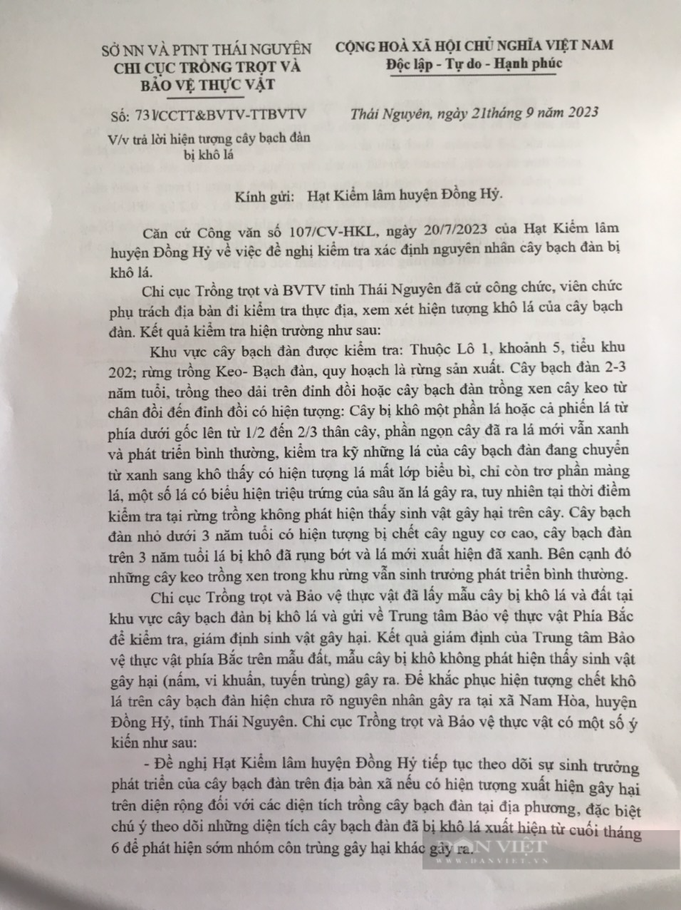 Thái Nguyên: Hàng trăm hecta bạch đàn bỗng dưng khô lá, chết héo chưa rõ nguyên nhân  - Ảnh 5.