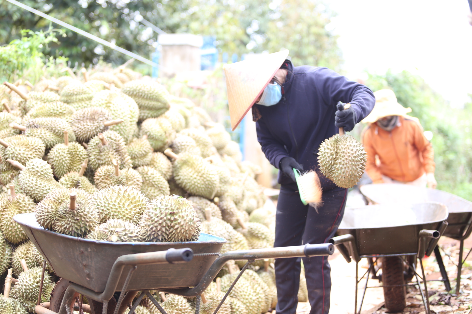 Toàn cầu lên cơn sốt, 4 loại nông sản của Việt Nam tăng giá trị xuất khẩu, có loại tăng 71,8% - Ảnh 1.