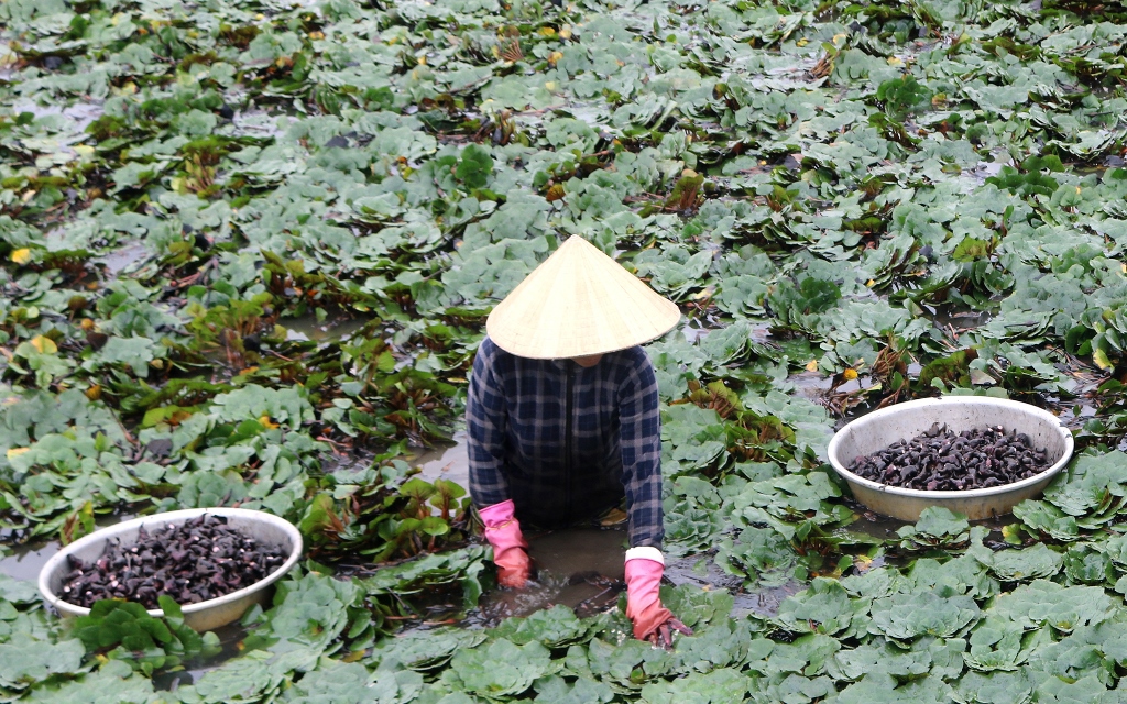Ở một nơi của An Giang, dân trồng cây dưới nước ra thứ quả ngon gọi là củ, hễ bẻ là bán hết veo