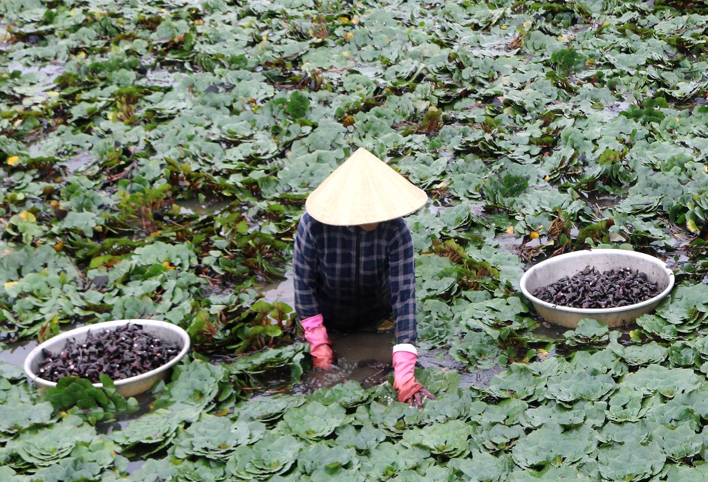 Ở một nơi của An Giang, dân trồng cây dưới nước ra thứ quả ngon gọi là củ, hễ bẻ là bán hết veo - Ảnh 1.