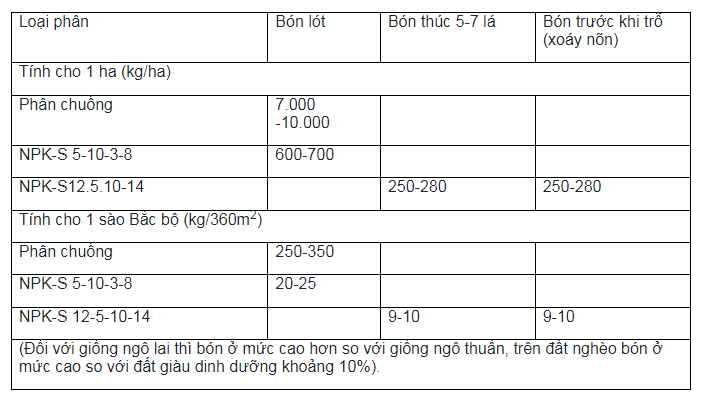 Trồng ngô không lấy bắp, bán hết từ lá đến thân, nông dân Hà Nội hào hứng đầu tư chăm sóc - Ảnh 3.