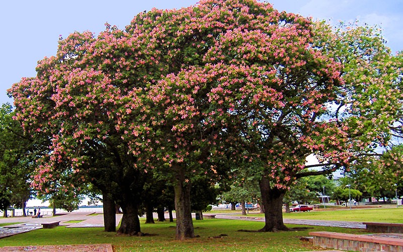 Mỹ nhân trước cửa, may mắn đến nhà, trồng cây cảnh &quot;sắc nước hương trời&quot; vừa đẹp vừa thêm lộc - Ảnh 8.