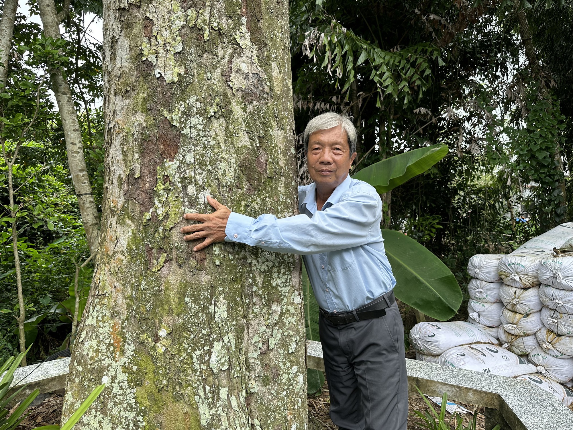 Cây sầu riêng hơn trăm tuổi của thầy giáo ở miền Tây vẫn &quot;mắn đẻ&quot;, mỗi lứa sòn sòn cả trăm trái - Ảnh 4.