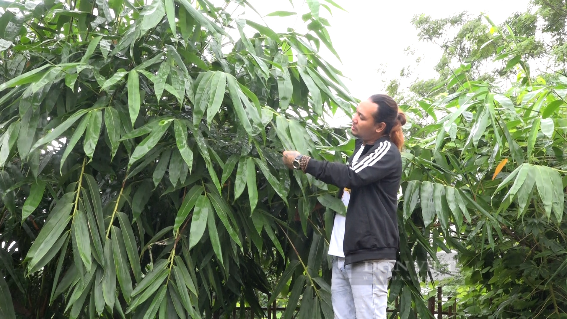 Mỗi tháng, anh nông dân Phú Thọ chế biến 1 vạn cây tre, trúc, xuất bán Hàn Quốc, Ấn Độ - Ảnh 1.