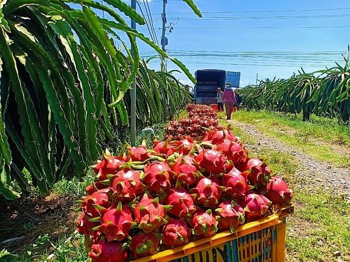 Văn phòng SPS Việt Nam thông tin về việc một số siêu thị tại Anh dừng bán thanh long Việt - Ảnh 1.