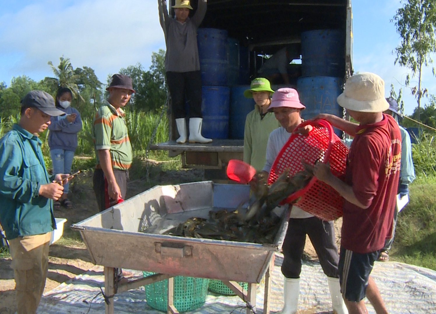 Nuôi cá trê vàng ở vùng Đồng Tháp Mười của Long An, một nông dân bắt bán 6 tấn, tiền lời rủng rỉnh - Ảnh 1.