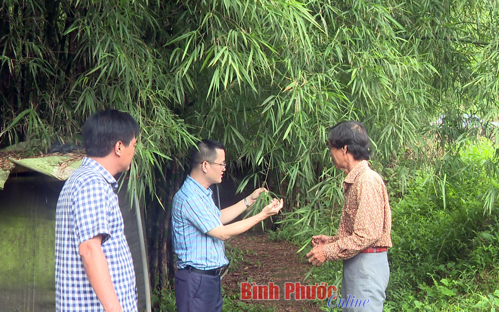 Loại cây trồng nhiều ở Bình Phước, trước chủ yếu lấy măng, nay lá cũng được chế biến thành thứ trà cực tốt - Ảnh 1.