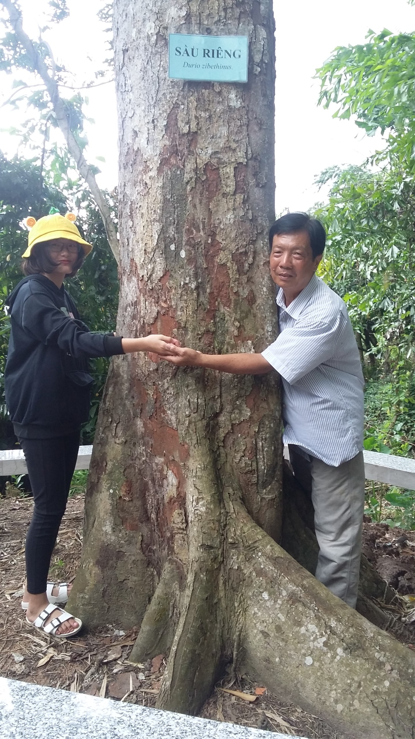 Cây sầu riêng hơn trăm tuổi của thầy giáo ở miền Tây vẫn &quot;mắn đẻ&quot;, mỗi lứa sòn sòn cả trăm trái - Ảnh 10.