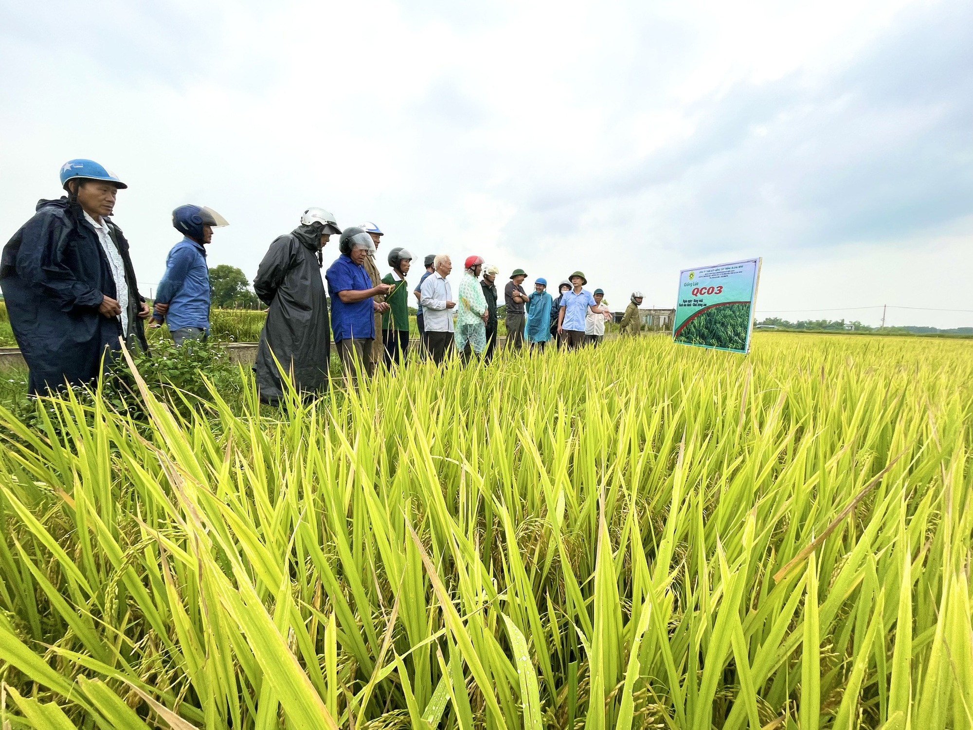 Quảng Bình: Nghỉ lễ, nông dân vẫn ra thăm đồng và đánh giá cao năng suất, chất lượng giống lúa mới này - Ảnh 1.