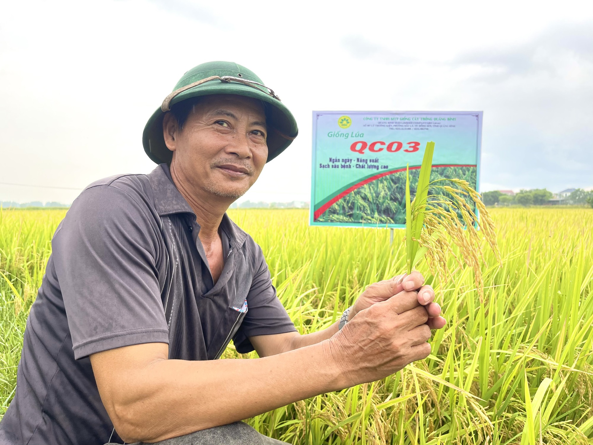 Quảng Bình: Nghỉ lễ, nông dân vẫn ra thăm đồng và đánh giá cao năng suất, chất lượng giống lúa mới này - Ảnh 2.