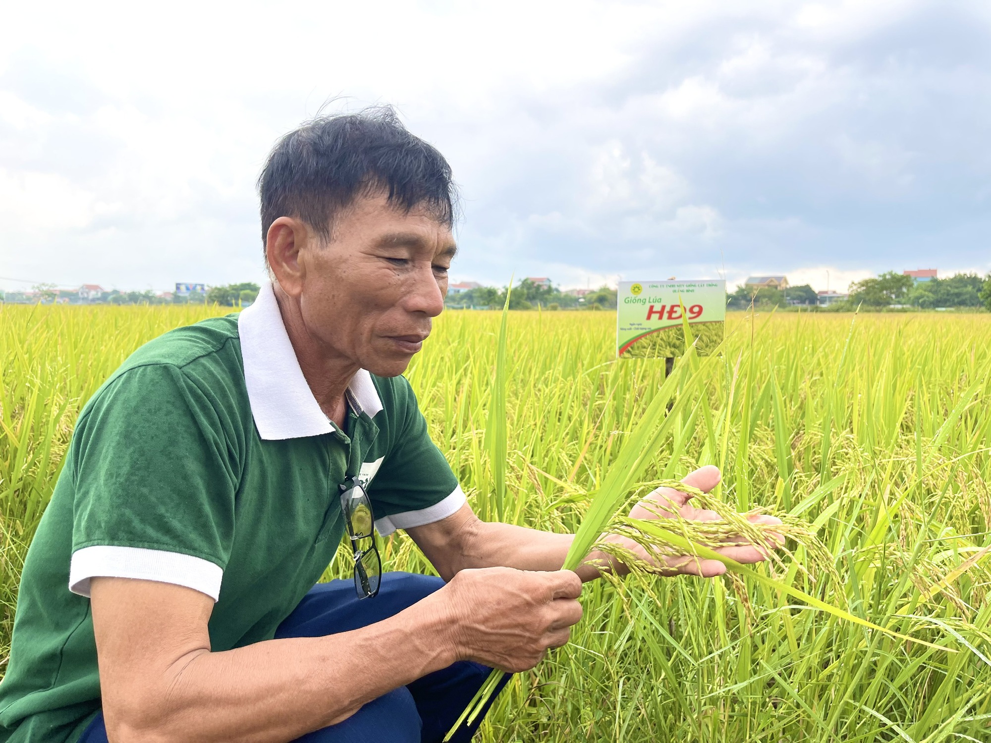 Quảng Bình: Nghỉ lễ, nông dân vẫn ra thăm đồng và đánh giá cao năng suất, chất lượng giống lúa mới này - Ảnh 4.