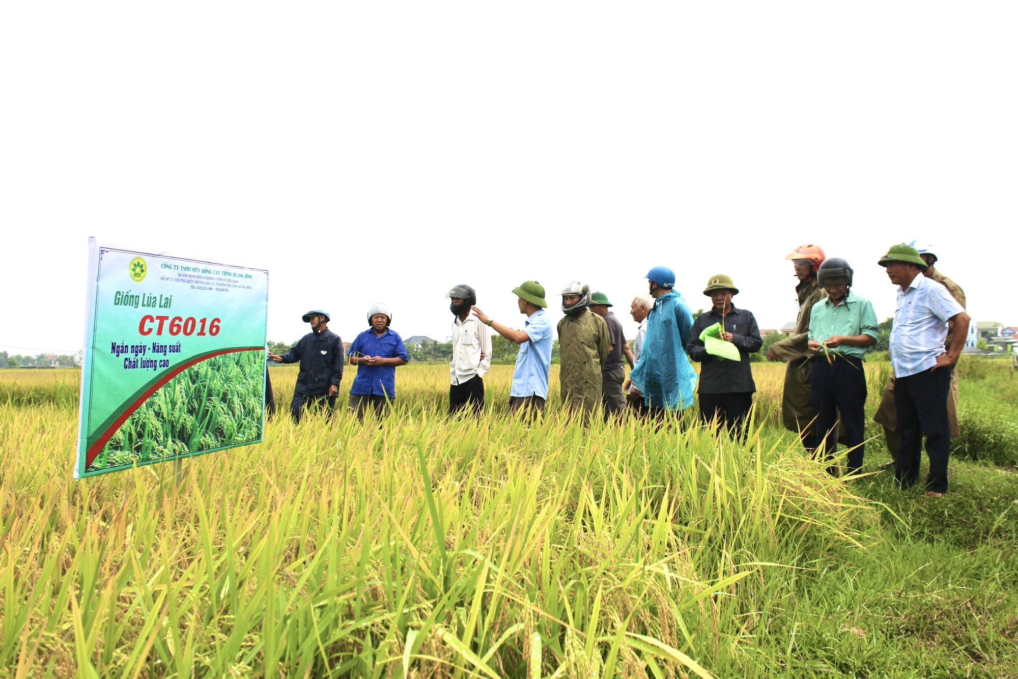 Quảng Bình: Nghỉ lễ, nông dân vẫn ra thăm đồng và đánh giá cao năng suất, chất lượng giống lúa mới này - Ảnh 5.