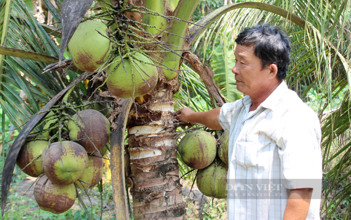 Trên đất nhiễm phèn xã Bình Lợi (huyện Bình Chánh), nông dân chuyển đổi từ trồng lúa sang trồng dừa và nuôi cá mang lại hiệu quả cao. Ảnh: Thuận An
