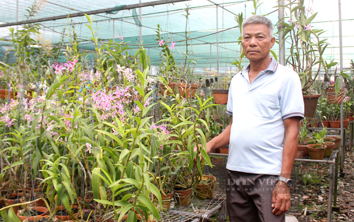 Nông dân trồng hoa lan dendro ở quận Bình Tân. Ảnh: Thuận An