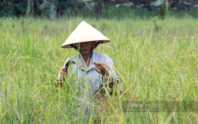 Nông dân trồng lúa năng suất thấp ở huyện Bình Chánh, TP.HCM. Ảnh: Nam Bình