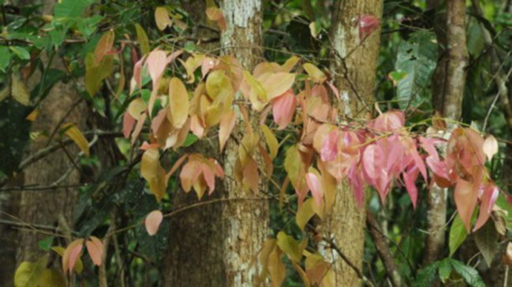 Thứ lá rừng tên nghe mắc cười, dân Tây Ninh đem về vườn trồng, ngờ đâu dễ hái lá bán hết sạch - Ảnh 2.