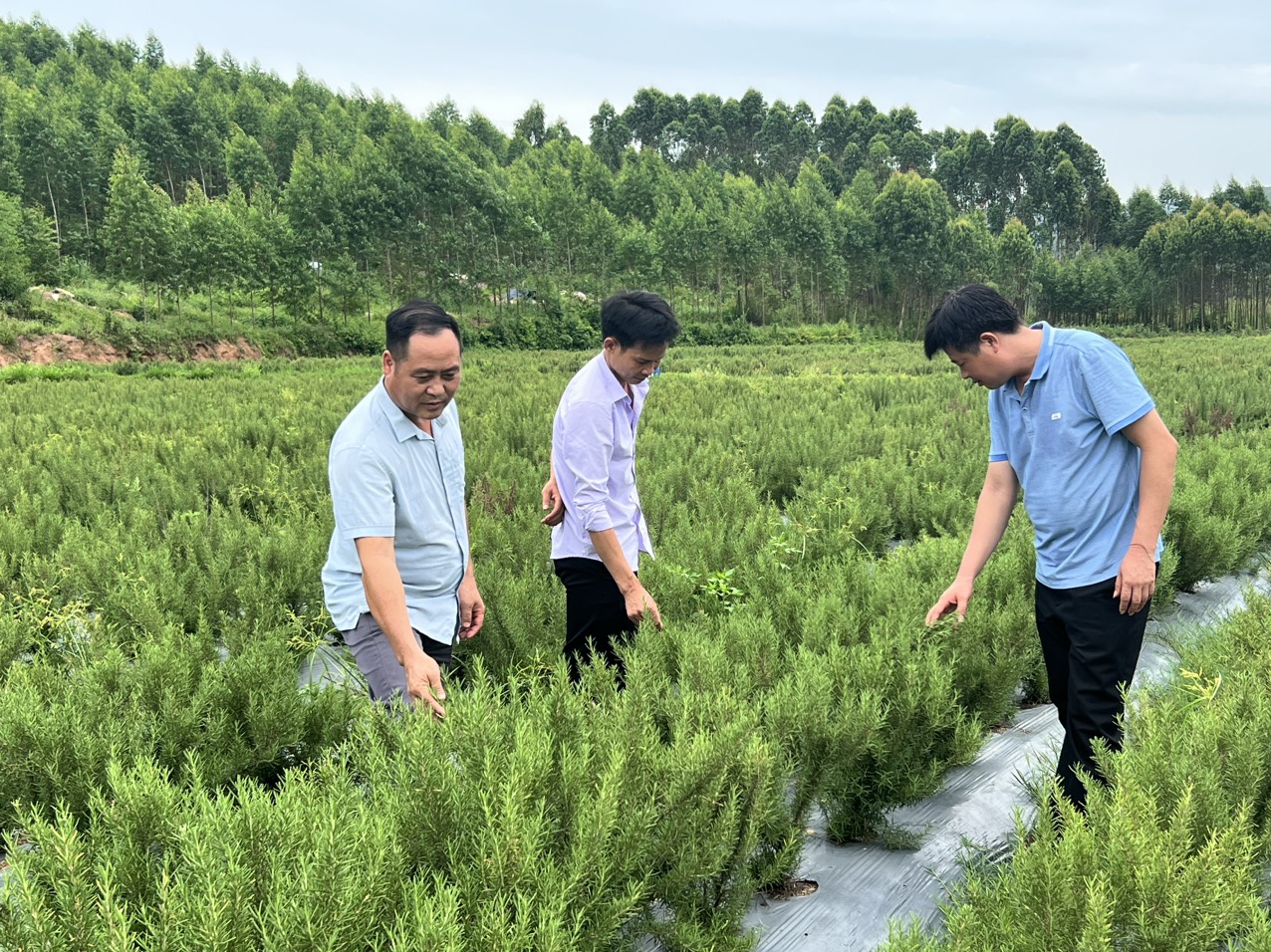 Hương thảo là cây gì mà một nông dân Bắc Giang trồng rồi cắt cành, lá bán hết cho doanh nghiệp, thu lãi cao? - Ảnh 1.