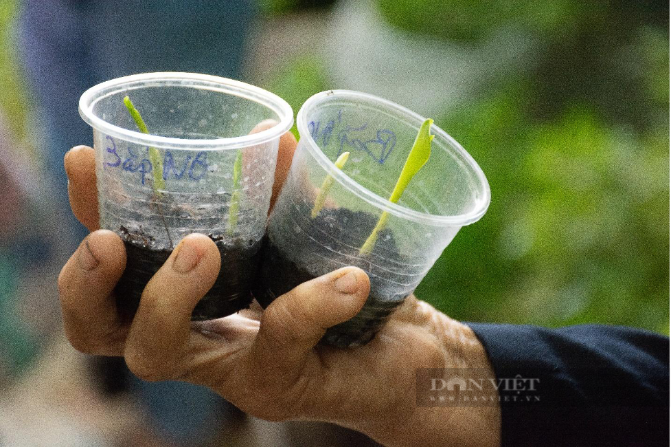 Độc đáo phiên chợ có rất nhiều giống cây trồng ở Sài Gòn, giá chỉ một viên kẹo - Ảnh 3.
