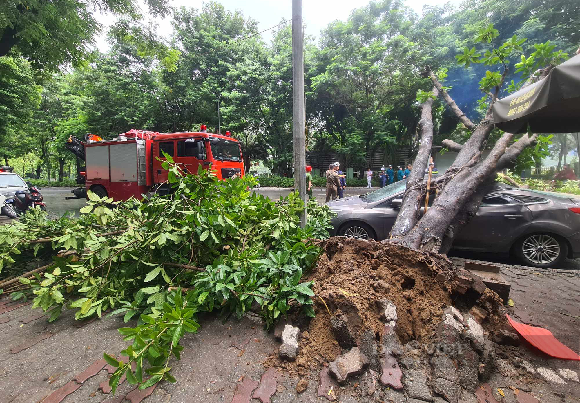 Cây đa bất ngờ bật gốc, đổ đè trúng ôtô trên đường ở Hà Nội - Ảnh 1.