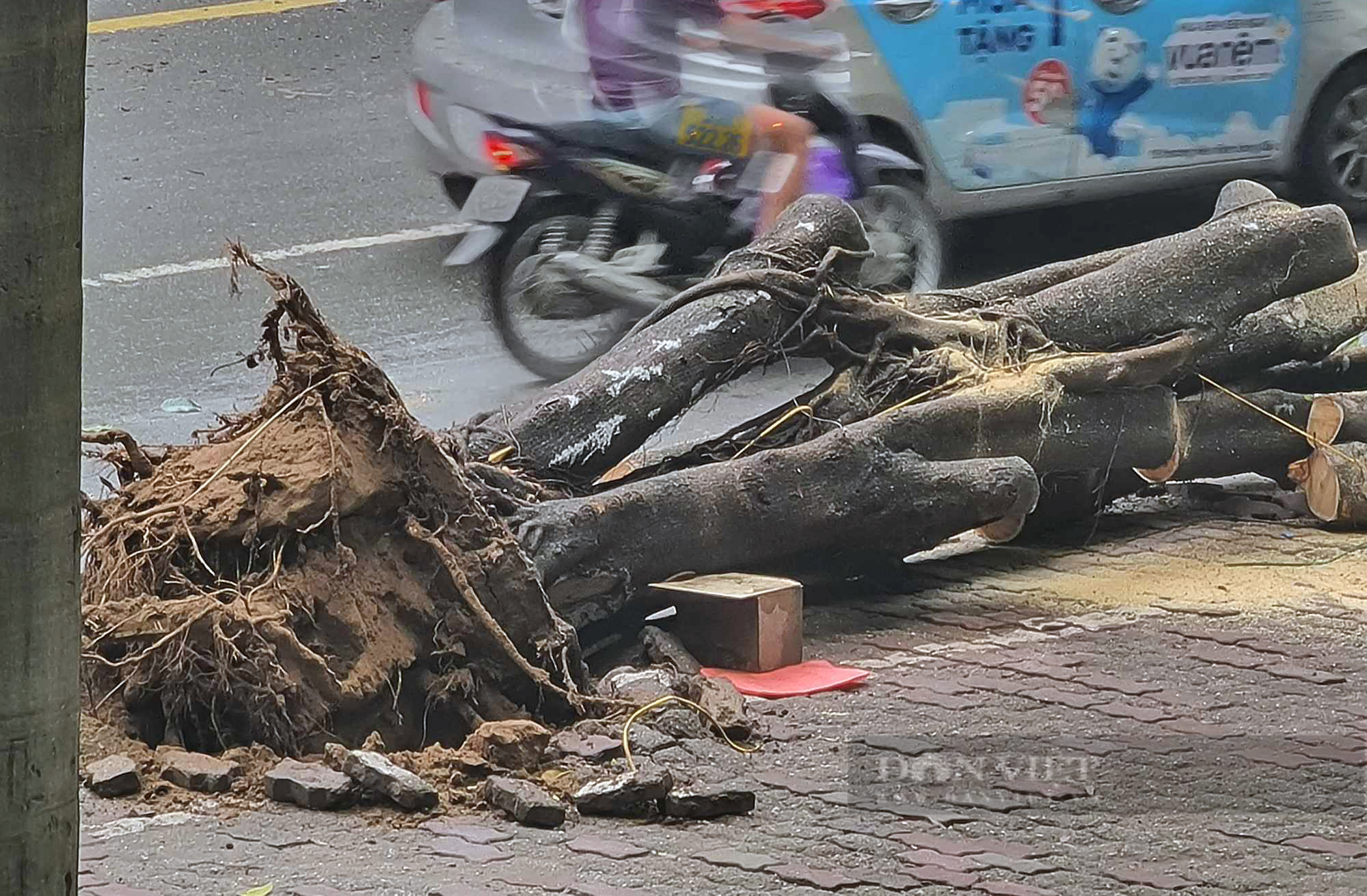 Cây đa bất ngờ bật gốc, đổ đè trúng ôtô trên đường ở Hà Nội - Ảnh 2.