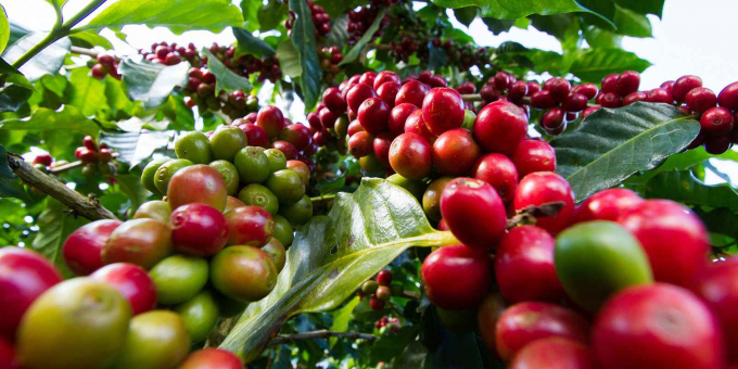 Nghịch lý: Giá xuất khẩu cà phê cao kỷ lục, doanh nghiệp nói không được hưởng lợi nhiều - Ảnh 2.