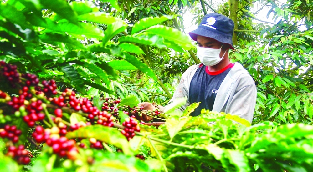 Nghịch lý: Giá xuất khẩu cà phê cao kỷ lục, doanh nghiệp nói không được hưởng lợi nhiều - Ảnh 3.