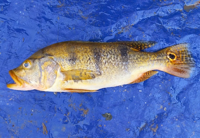 “Hung ngư” xuất hiện trên hồ Thác Bà ở Yên Bái &quot;ăn tạp phá mồi&quot; là loài cá lạ này đây - Ảnh 1.