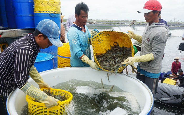 Tôm nuôi các cỡ vẫn đang tăng giá ở khu vực ĐBSCL, nỗi lo nhất của ngành tôm từ nay đến cuối năm là gì?