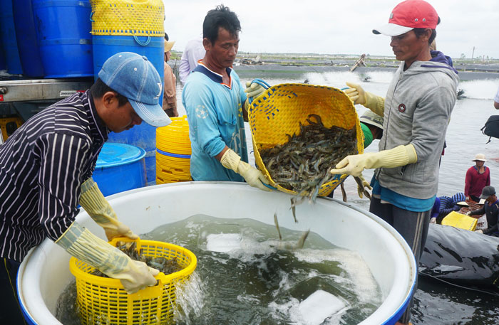 Tôm nuôi các cỡ vẫn đang tăng giá ở khu vực ĐBSCL, nỗi lo nhất của ngành tôm từ nay đến cuối năm là gì? - Ảnh 1.