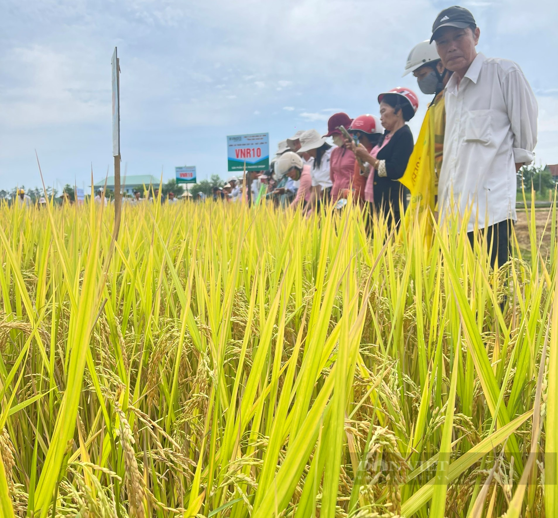 Trồng giống lúa mới của Vinaseed trên đất phèn, nông dân Quảng Nam bất ngờ bội thu - Ảnh 6.