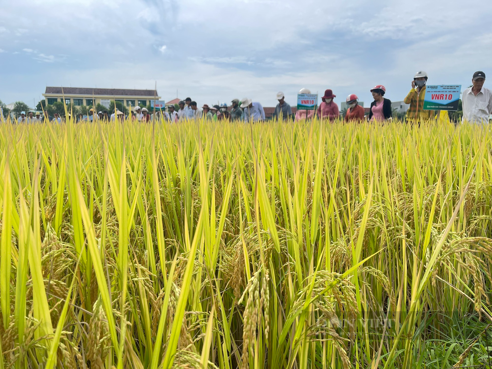 Trồng giống lúa mới của Vinaseed trên đất phèn, nông dân Quảng Nam bất ngờ bội thu - Ảnh 8.