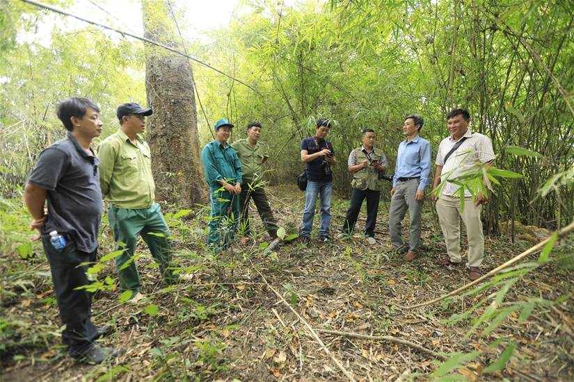 Ban Tuyên giáo Tỉnh ủy Bình Thuận từng đưa nhóm phóng viên thăm rừng phòng hộ Sông Móng-Ka Pét có nhiều cây lim xanh - Ảnh 3.