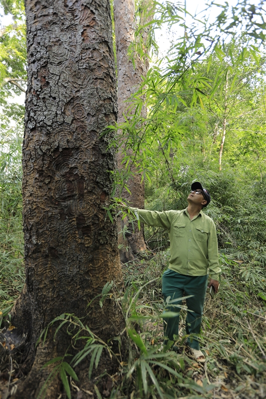 Ban Tuyên giáo Tỉnh ủy Bình Thuận từng đưa nhóm phóng viên thăm rừng phòng hộ Sông Móng-Ka Pét có nhiều cây lim xanh - Ảnh 2.