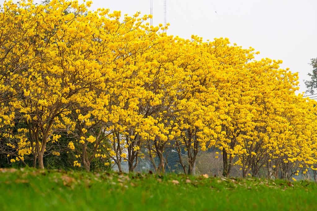 Cây cảnh với màu hoa chói lóa khiến nhiều người ngây ngất, trồng trước nhà đón lộc, cầu may - Ảnh 2.