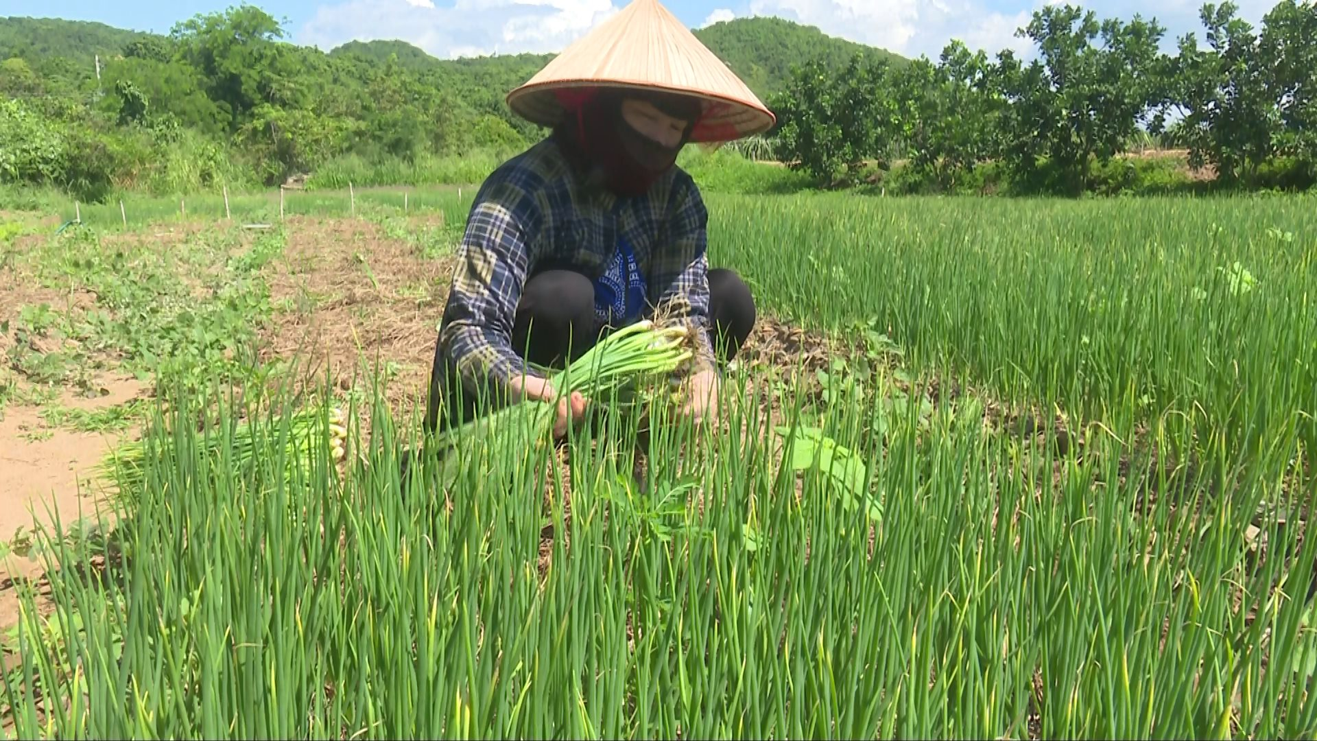 Nhổ cây này bán làm rau gia vị, trồng nhanh được thu, cứ 1ha nông dân Bình Thuận có 300 triệu - Ảnh 1.