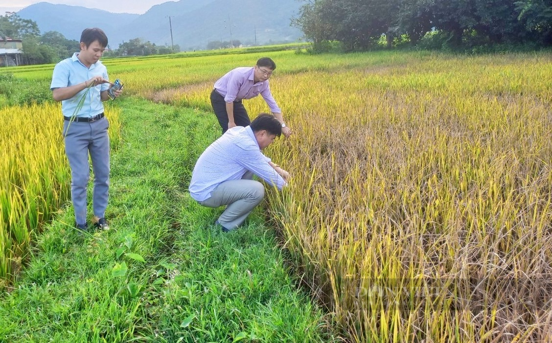 Rầy nâu hoành hành, có nơi lúa cháy đen, dân huyện này ở Nghệ An lo mất mùa, đói kém - Ảnh 1.