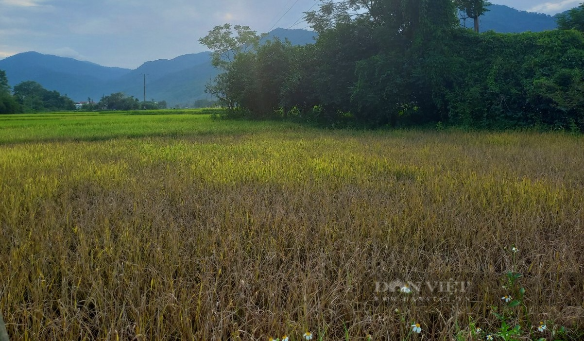 Rầy nâu hoành hành, có nơi lúa cháy đen, dân huyện này ở Nghệ An lo mất mùa, đói kém - Ảnh 2.