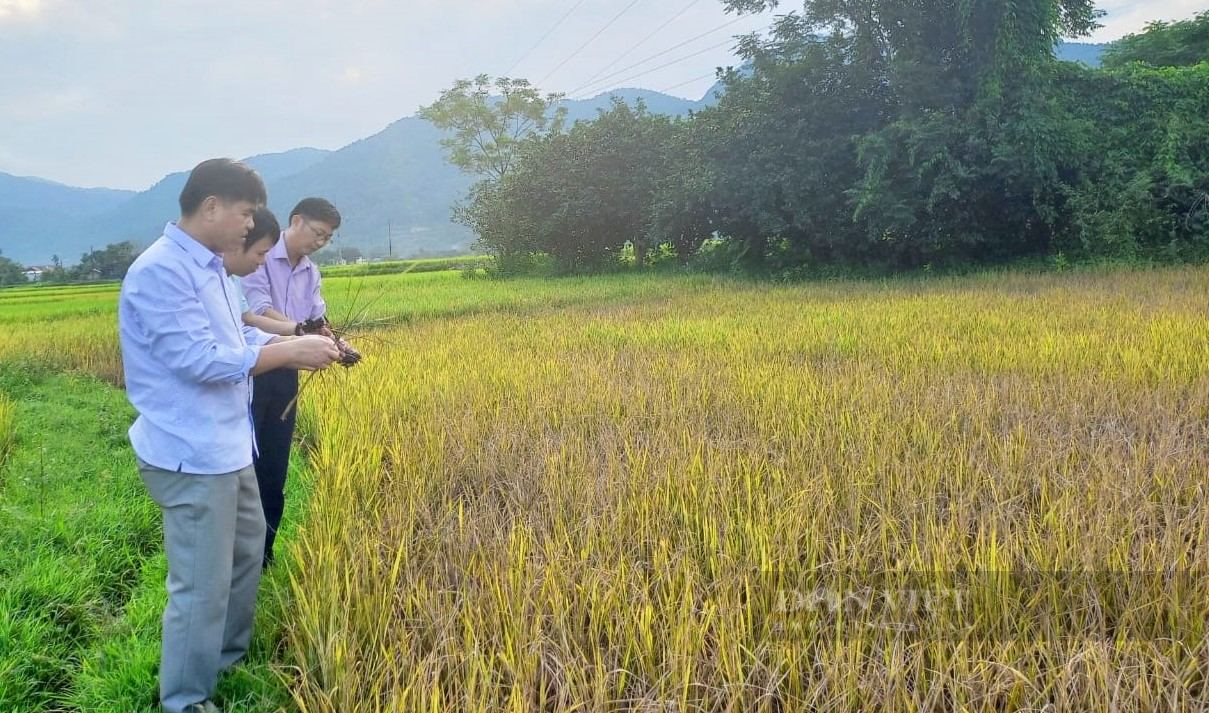 Rầy nâu hoành hành, có nơi lúa cháy đen, dân huyện này ở Nghệ An lo mất mùa, đói kém - Ảnh 7.