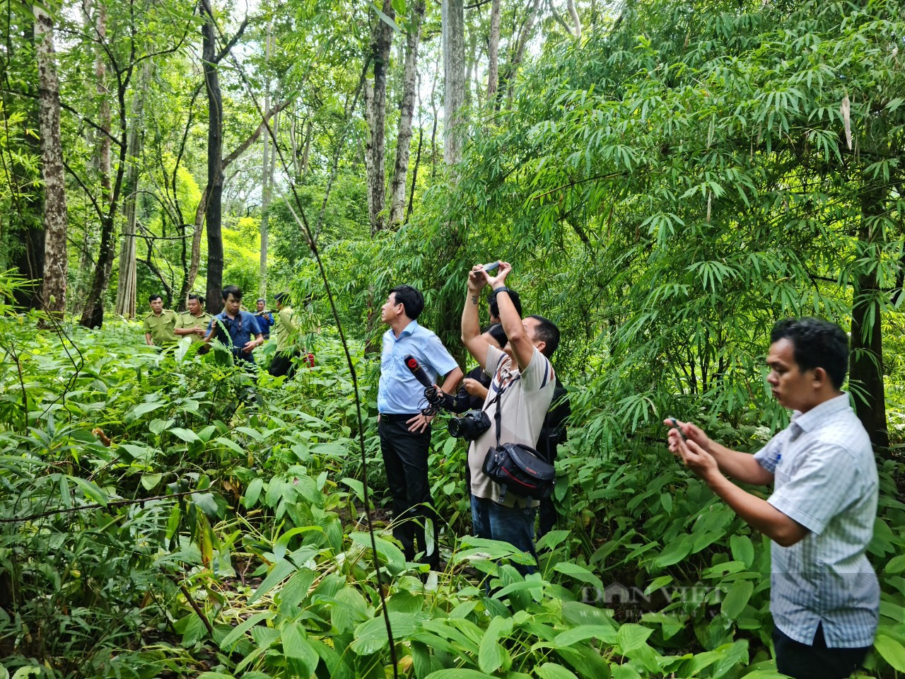 Đoàn kiểm tra của tỉnh Bình Thuận xác định vị trí cây căm xe cổ thụ nằm ngoài Dự án hồ Ka Pét - Ảnh 3.