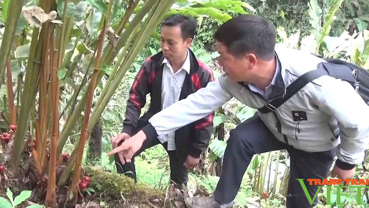 Hiệu quả nguồn Quỹ hỗ trợ nông dân ở huyện vùng cao Bắc Yên - Ảnh 5.