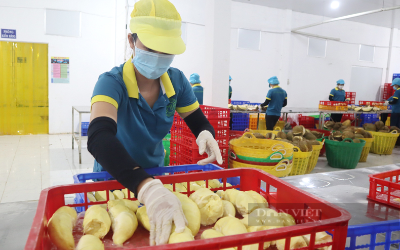 Bình Phước hiện có khoảng 20 doanh nghiệp tham gia liên kết với khoảng 30 đơn vị (HTX, tổ hợp tác, trang trại) trong ngành hàng trái cây. Ảnh: Trần Khánh