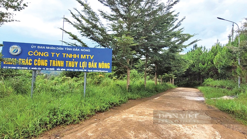Sở NN&PTNT Đắk Nông lên tiếng vụ hàng nghìn ha lúa nguy cơ mất trắng giữa mùa mưa - Ảnh 2.