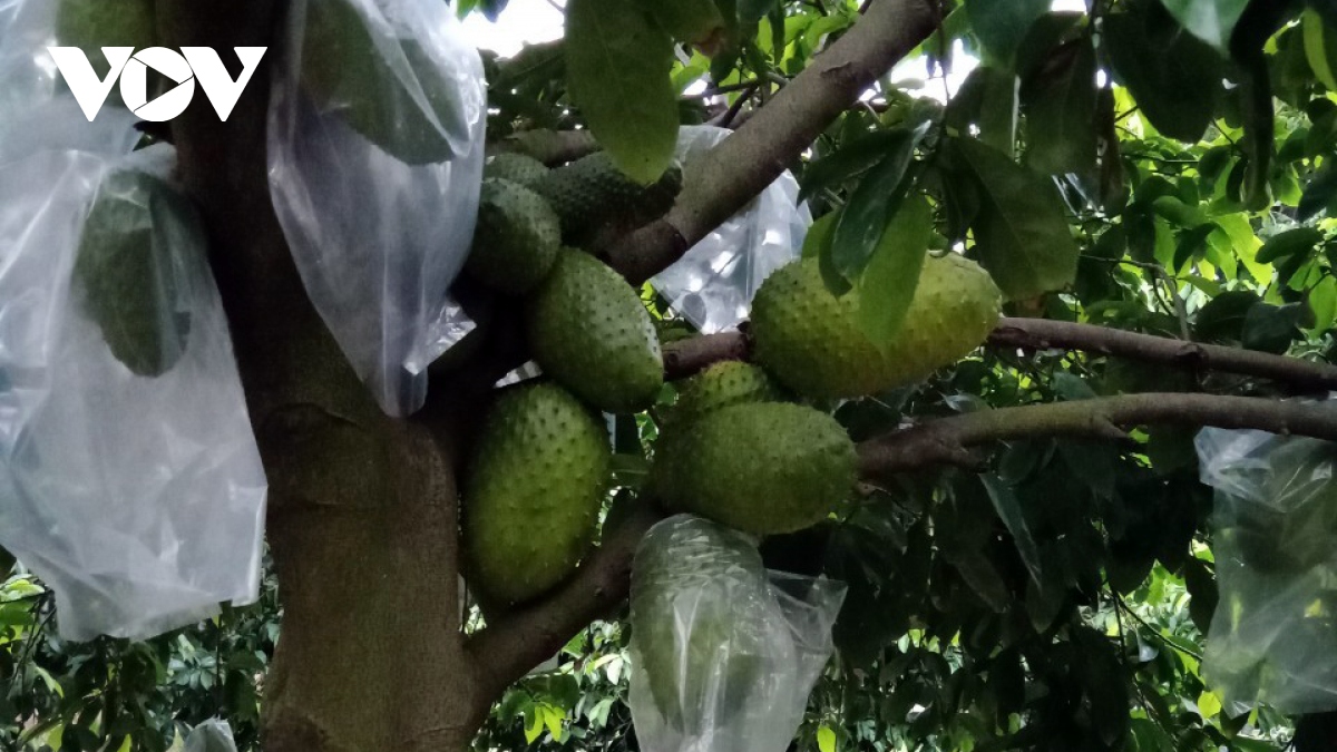 Một loại trái cây đặc sản ở Tiền Giang có nguy cơ bị “xóa sổ”, nhiều người không khỏi xót xa - Ảnh 1.