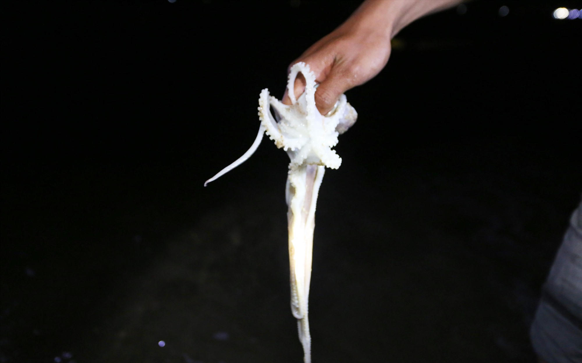 Đổ xô rọi đèn pin xuống một vùng biển ở Quảng Nam bắt con vật cầm lên nó cuốn tay nhồn nhột