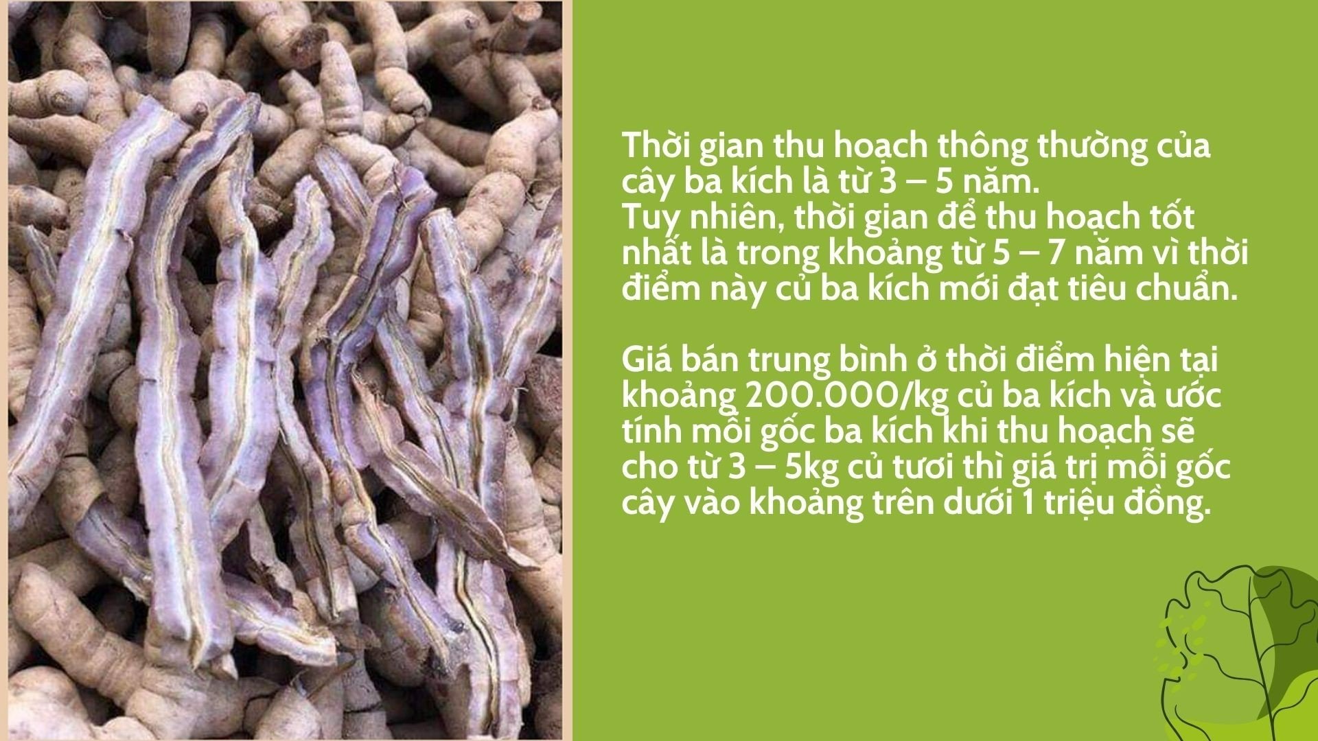 SỔ TAY NHÀ NÔNG: Kinh nghiệm chăm sóc cây ba kích đạt hiệu quả cao - Ảnh 3.