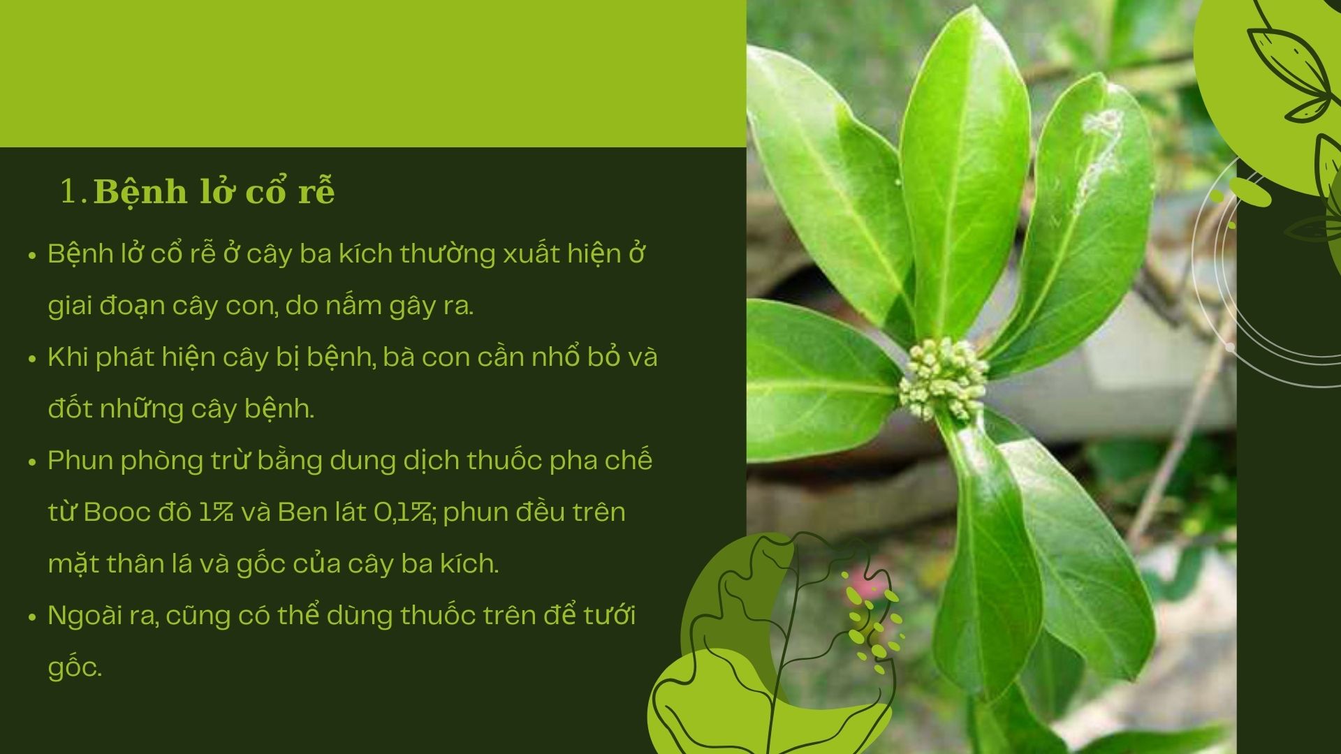 SỔ TAY NHÀ NÔNG: Một số bệnh thường gặp ở cây ba kích và cách phòng trừ - Ảnh 2.