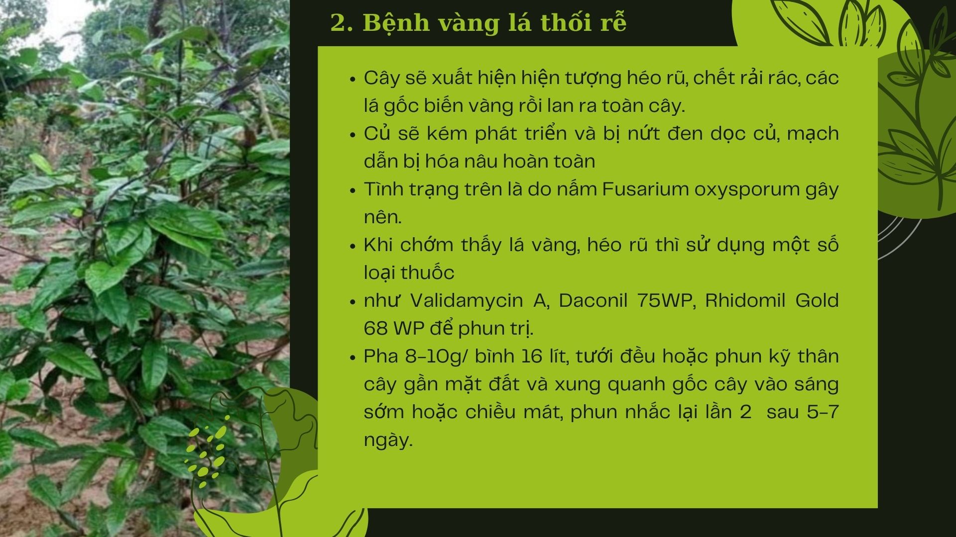 SỔ TAY NHÀ NÔNG: Một số bệnh thường gặp ở cây ba kích và cách phòng trừ - Ảnh 3.