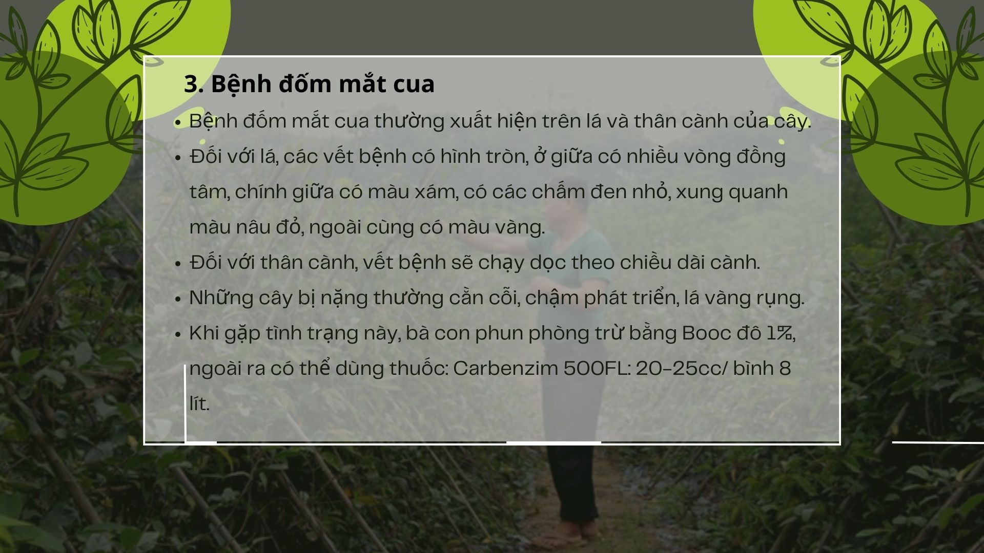 SỔ TAY NHÀ NÔNG: Một số bệnh thường gặp ở cây ba kích và cách phòng trừ - Ảnh 4.