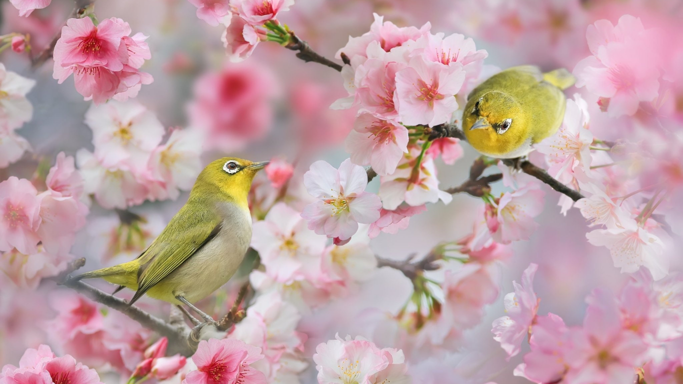 Ai sinh tháng Âm lịch này cuộc đời nở rộ như hoa mùa xuân, năm nào cũng may mắn, rạng rỡ - Ảnh 3.